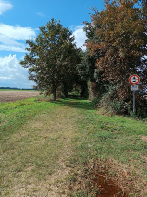 Randständiges Agroforstsystem in der Modellgemeinde Allstedt © Jonathan Renkel, Geoökologie, Martin-Luther-Universität Halle-Wittenberg