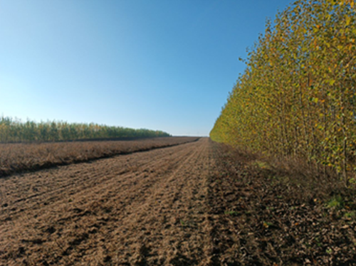 Modernes Alley-Cropping-Agroforstsystem auf den Flächen eines Partnerbetriebs in der Gemeinde Plotha © Jo-nathan Renkel, Geoökologie, Martin-Luther-Universität Halle-Wittenberg