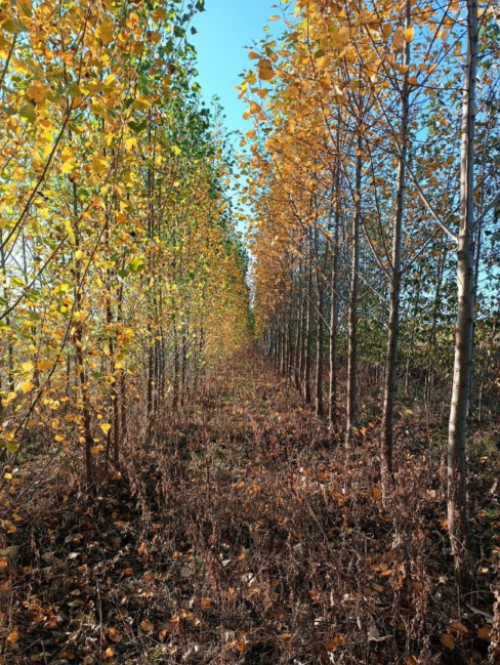 Herbstliche Pappelreihe in einem Agroforstsystem in der Gemeinde Plotha © Jonathan Renkel, Geoökologie, Mar-tin-Luther-Universität Halle-Wittenberg